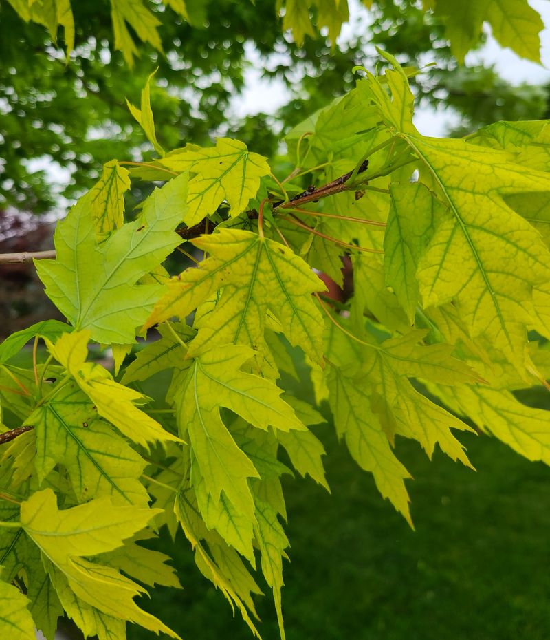Iron Chlorosis