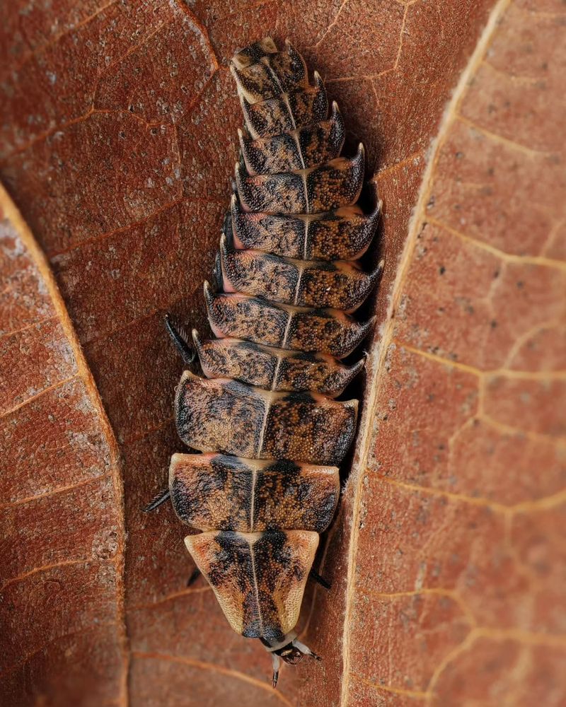 Water Pollution Affecting Larval Development