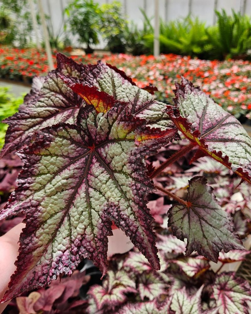 Rex Begonia: Living Stained Glass For Shade