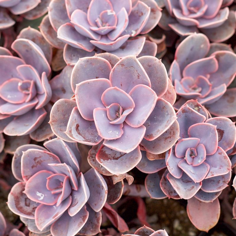 Echeveria 'Perle von Nürnberg'