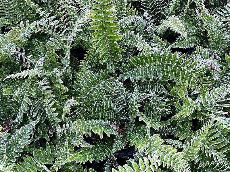 Sword Fern: The Backbone Of Shade Gardens