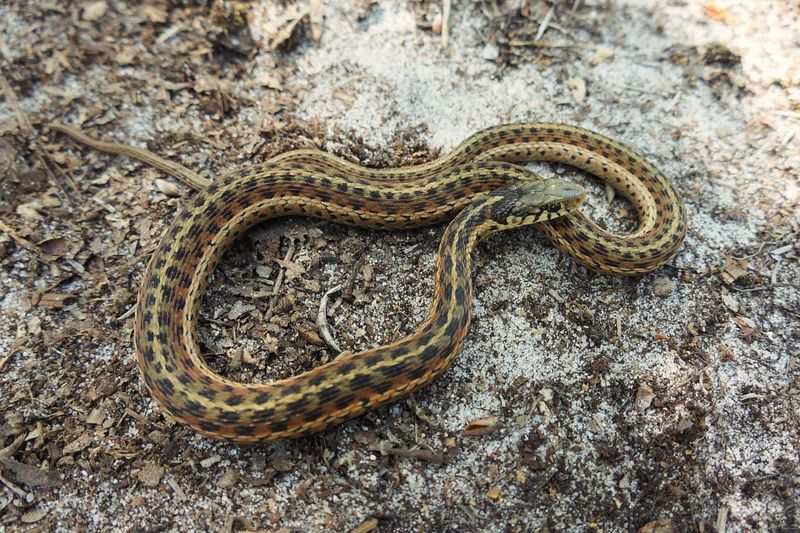 Garter Snakes