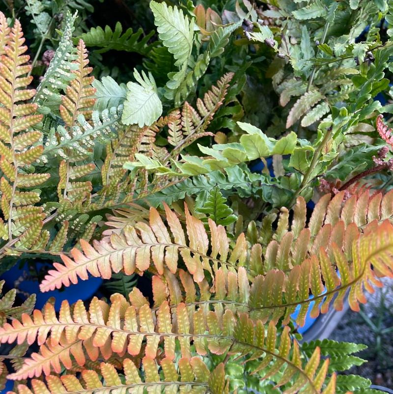 Autumn Fern