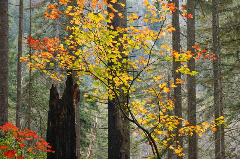 Vine Maple