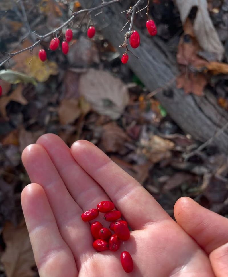 Toxic Berries Tempt Curious Pets