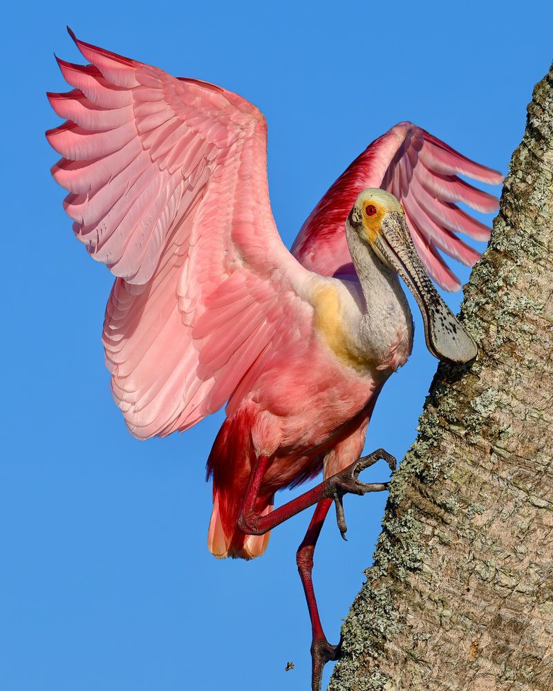 Roseate Spoonbill's Flamingo-Pink Surprise