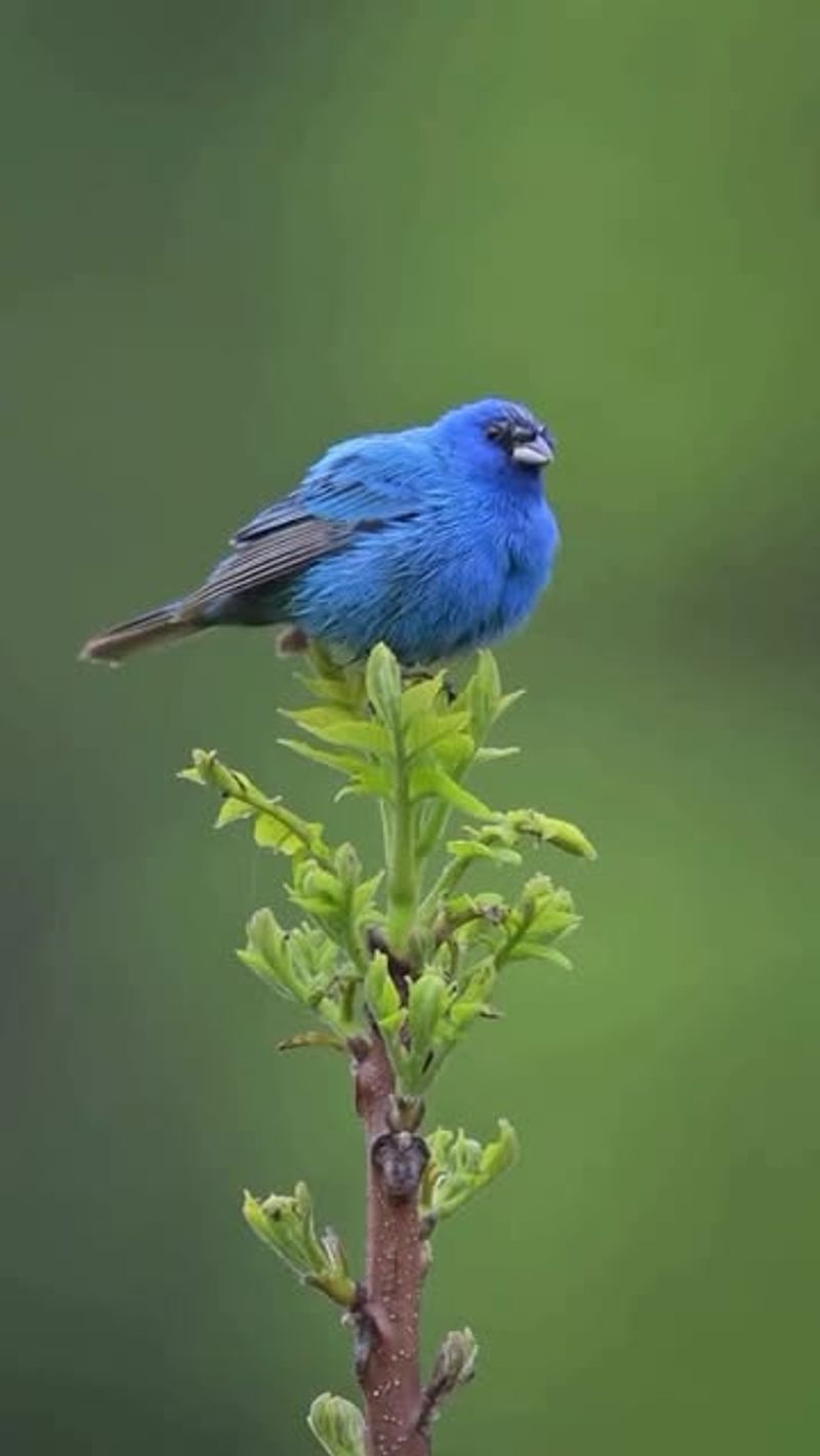 Indigo Bunting: Electric Blue Wonder