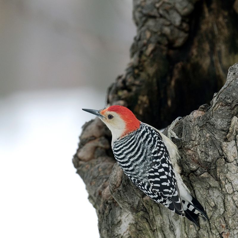 Red-bellied Woodpecker's Distinctive Drumming