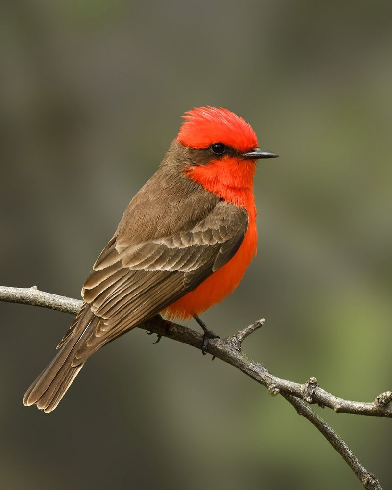 Vermilion Flycatcher's Fiery Garden Sentinel