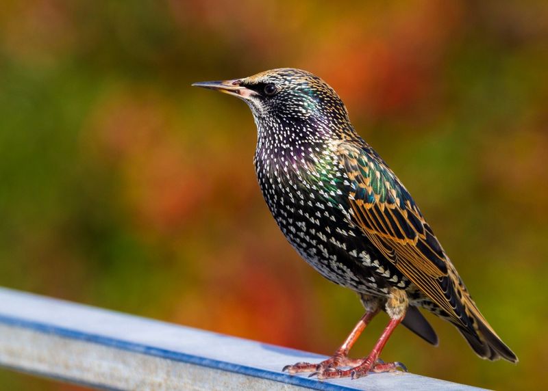 Controlling Invasive Bird Species