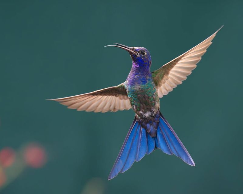 Hummingbirds