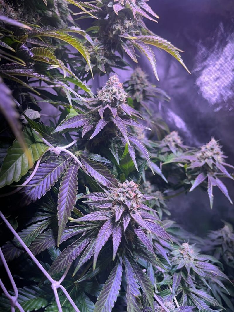 Cannabis: The Complicated Crop