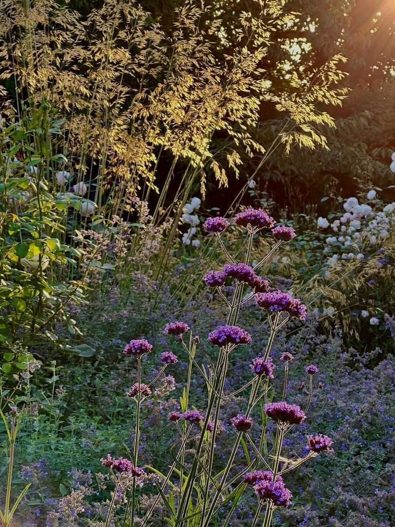 Backlit Grass Garden Border