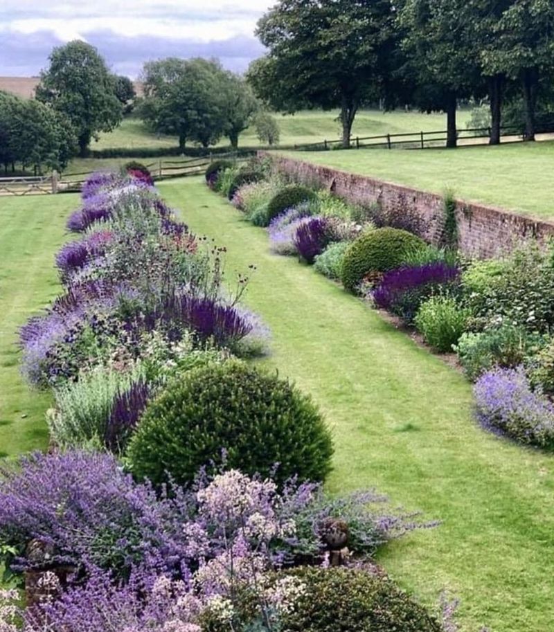 Russian Sage