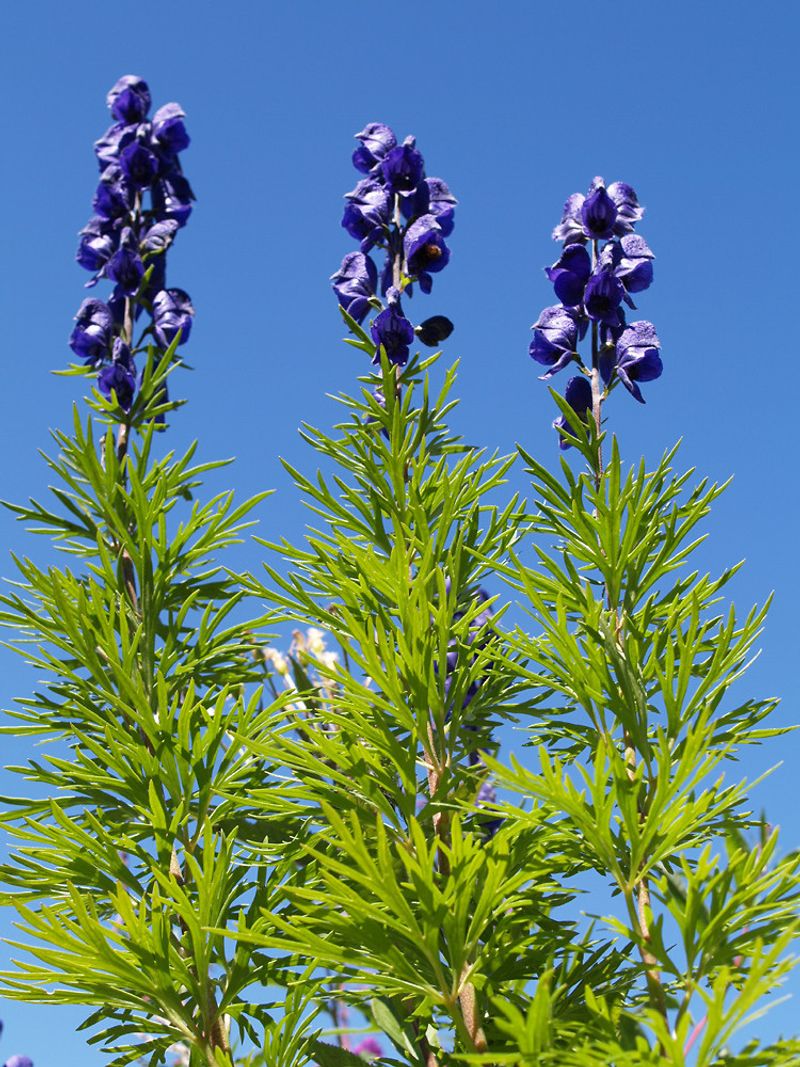 Monkshood