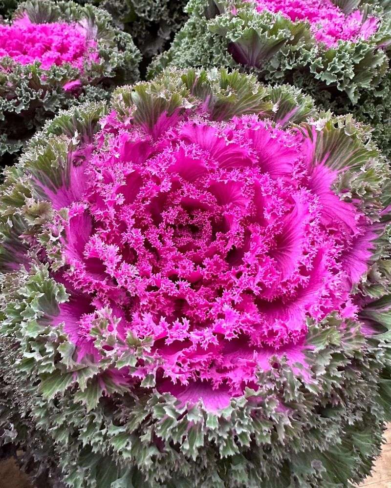 Ornamental Cabbage