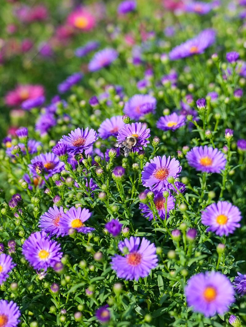 Asters