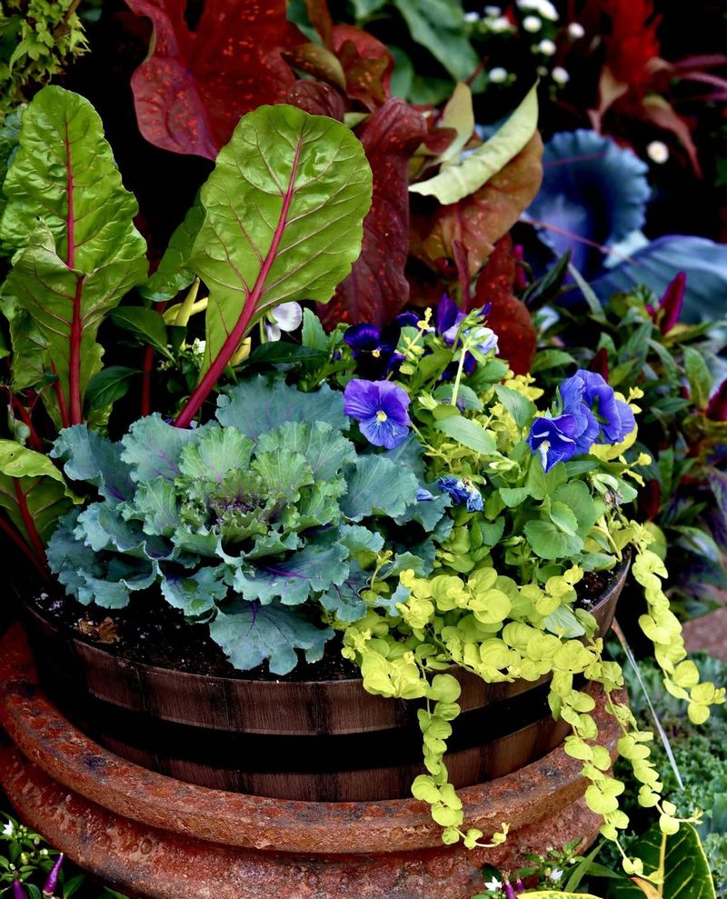 Cabbage and Swiss Chard