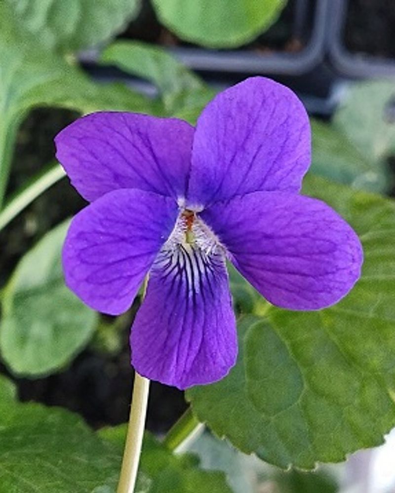 Violets: Woodland Charm In Pots