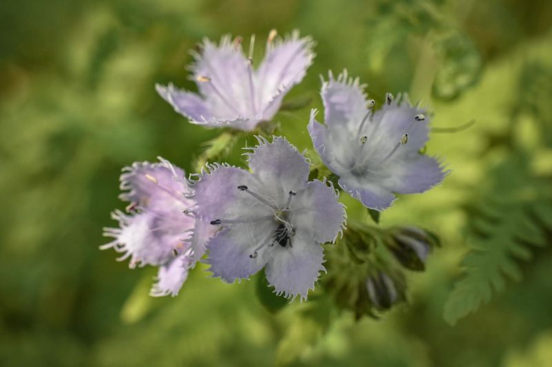 Phacelia: The Secret Weapon
