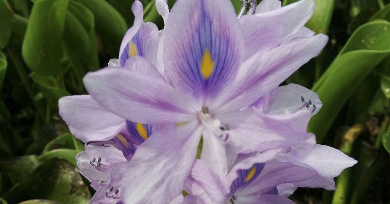 Water Hyacinth