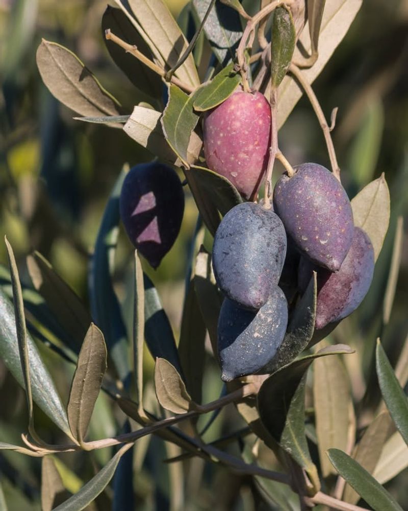 Olive