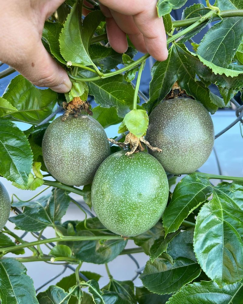 Passionfruit: Spectacular Climber
