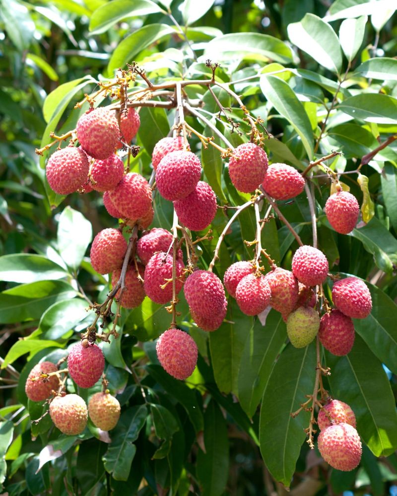 Lychee Trees Reject Our Growing Zone