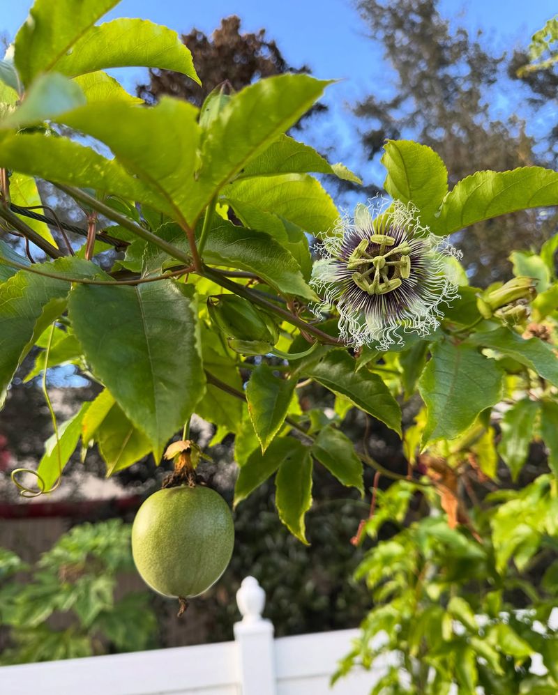 Passionfruit