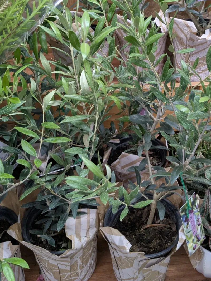 Olive Trees