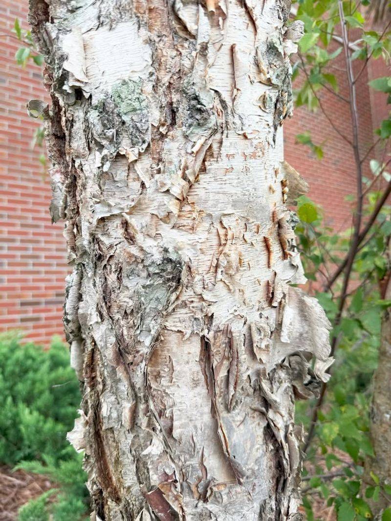 River Birch