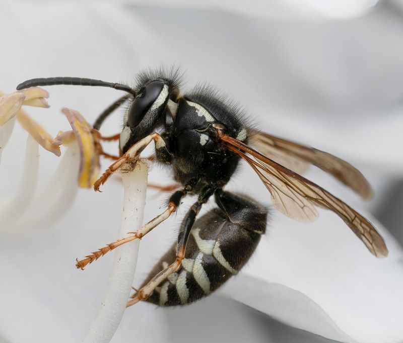 Bald-faced Hornet
