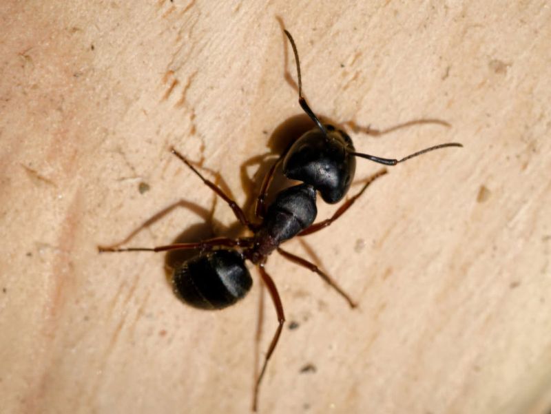 Carpenter Ants