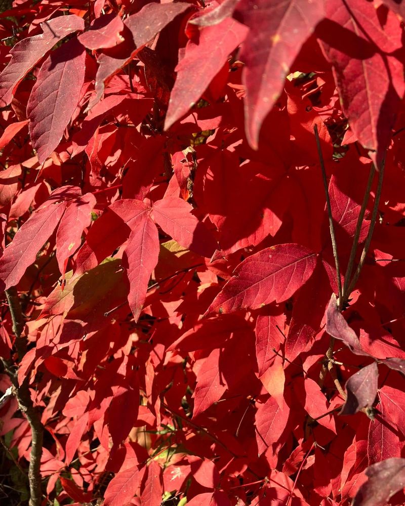 Three-Flowered Maple (Acer triflorum)