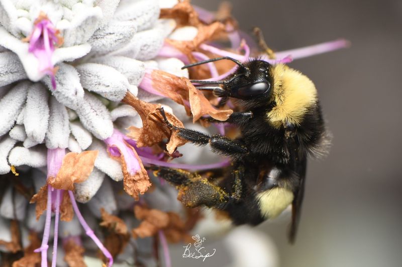 Native Bumblebees: Fuzzy Pollination Powerhouses