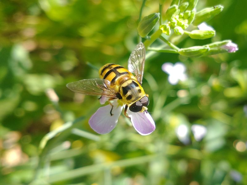 Hoverflies