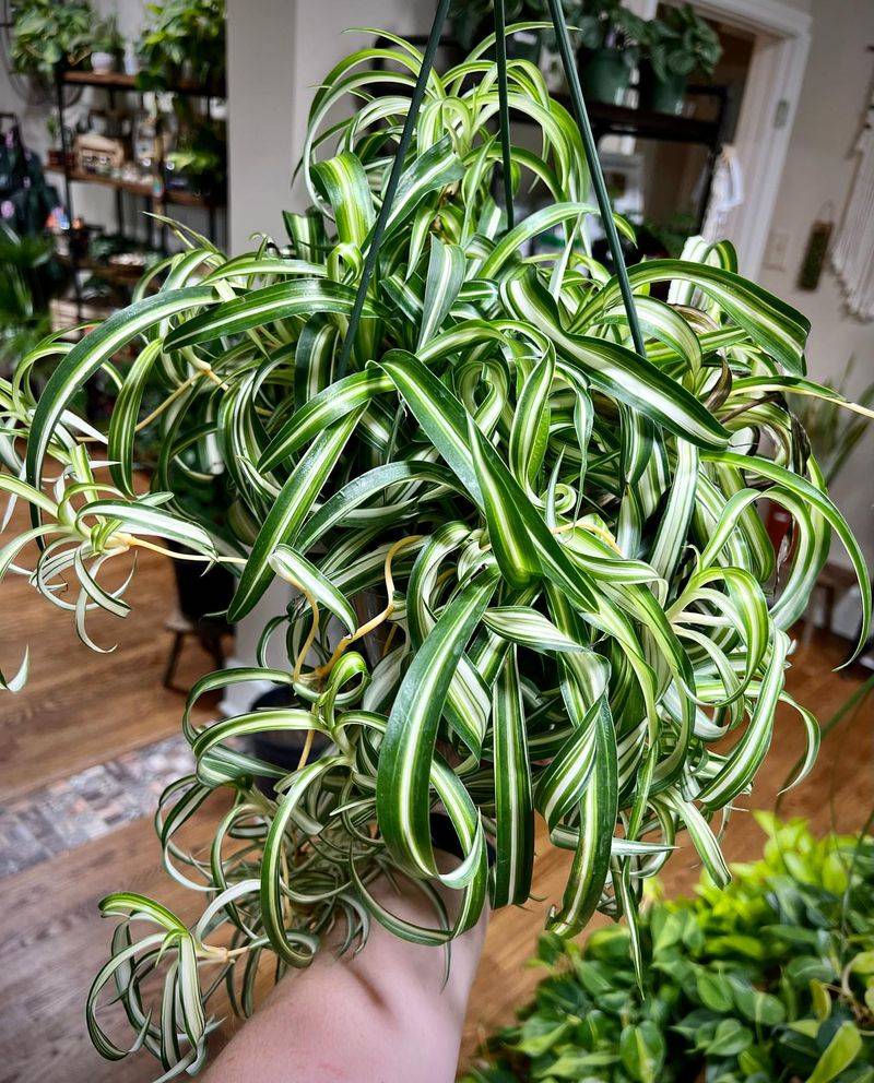 Spider Plant (Chlorophytum comosum)