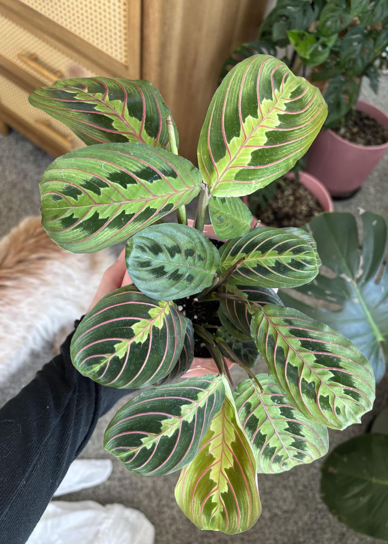 Prayer Plant (Maranta leuconeura)