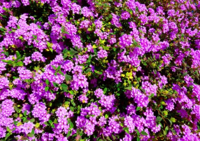 Trailing Lantana