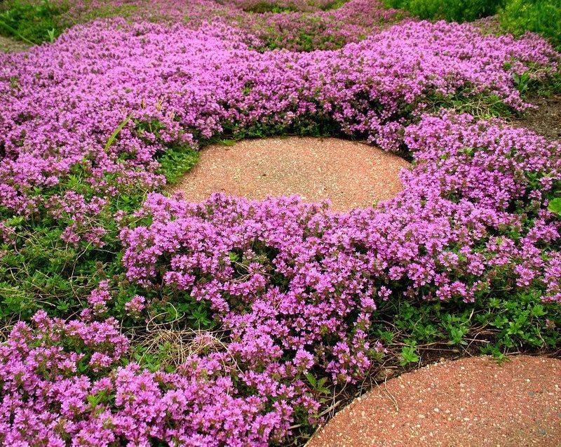 Thyme: Low-Growing Groundcover