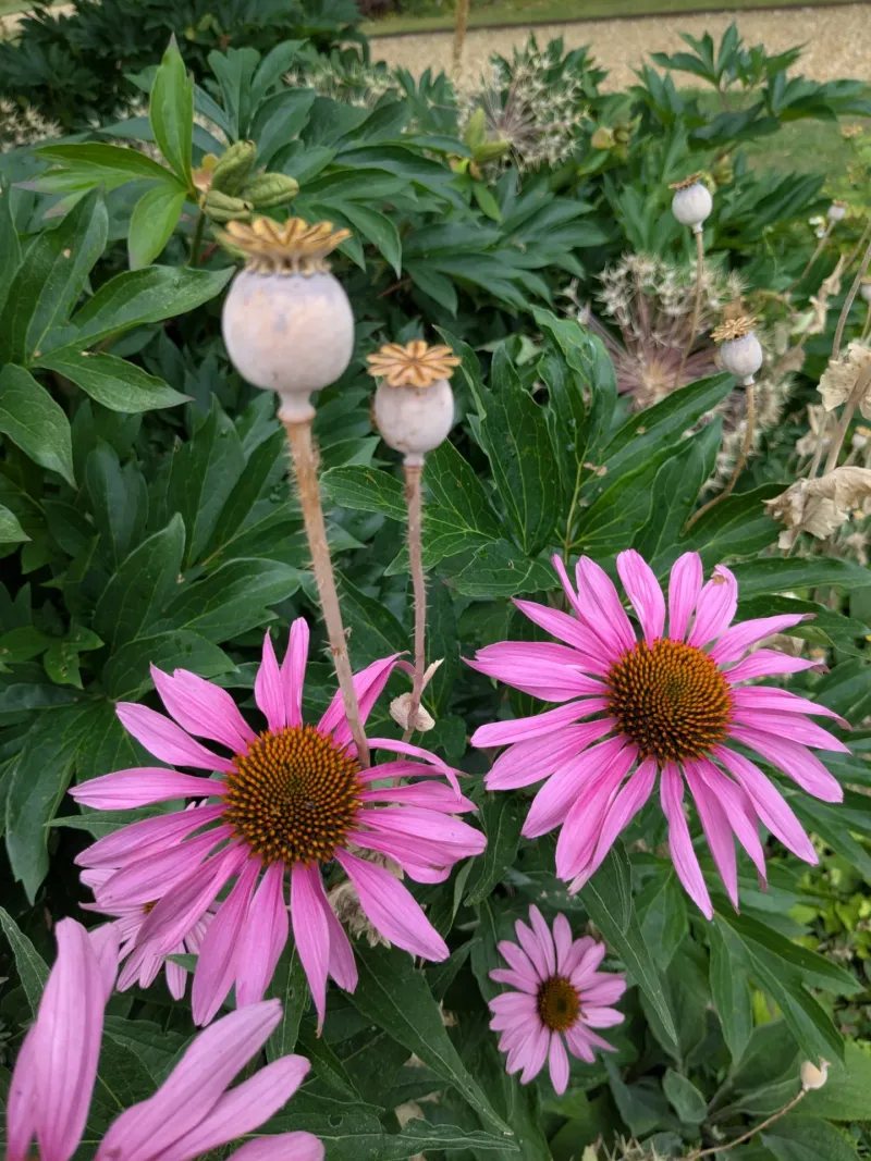 Echinacea (Purple Coneflower)