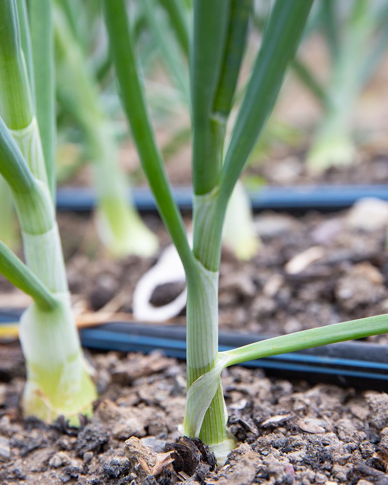 Scallions: Quick-Growing Year-Round Onions