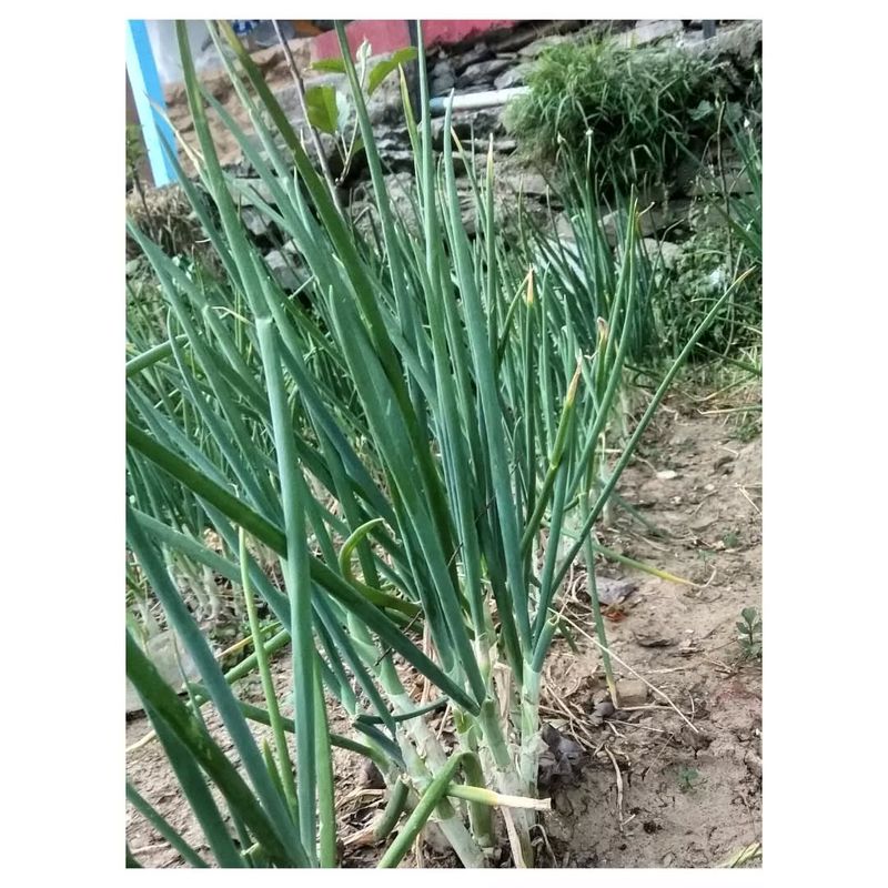 Scallions