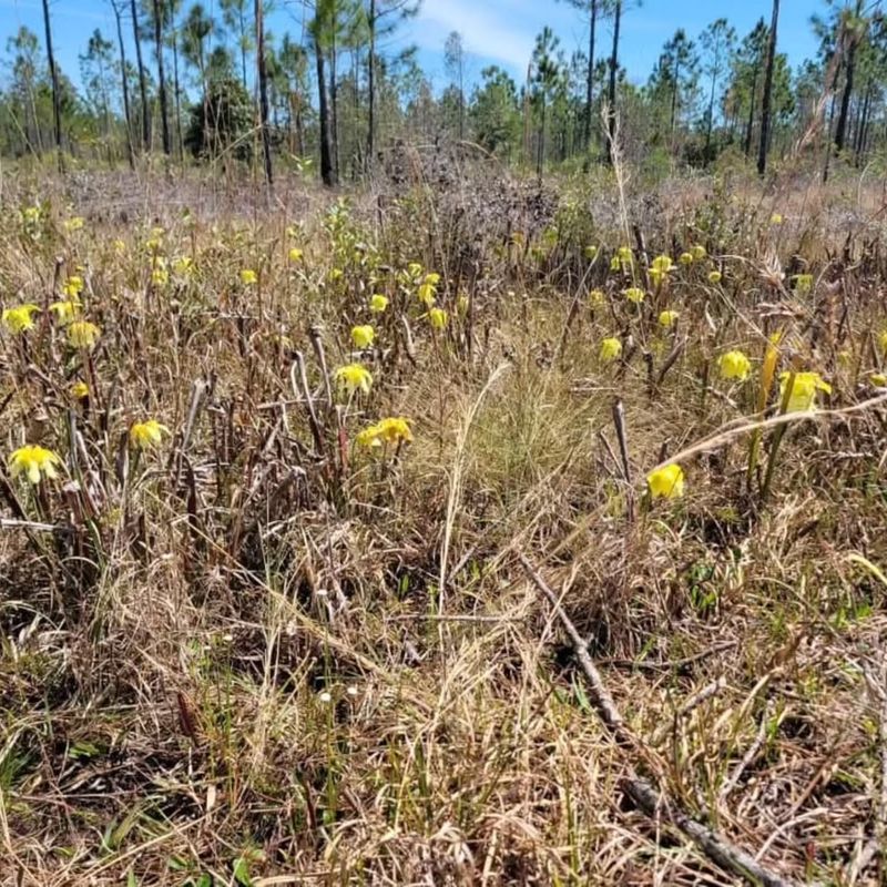 Grand Bay National Wildlife Refuge
