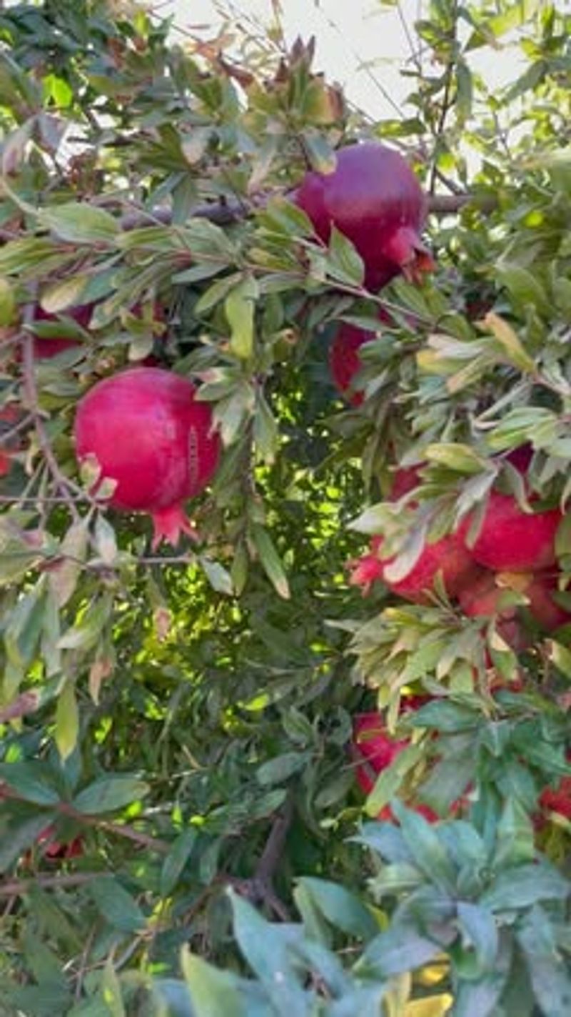 Pomegranate