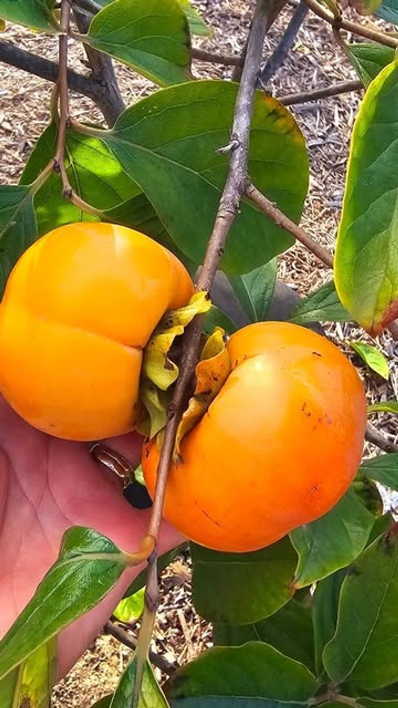 Persimmons