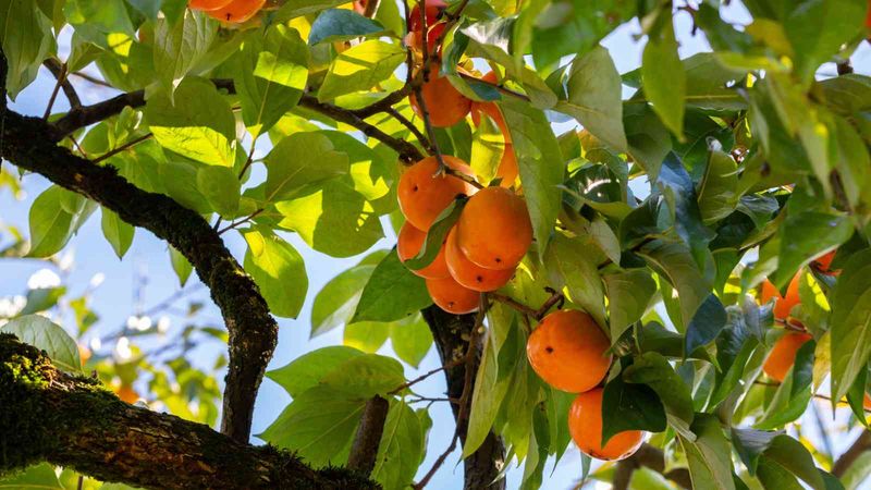 Persimmon: The Sweet Reward After First Frost