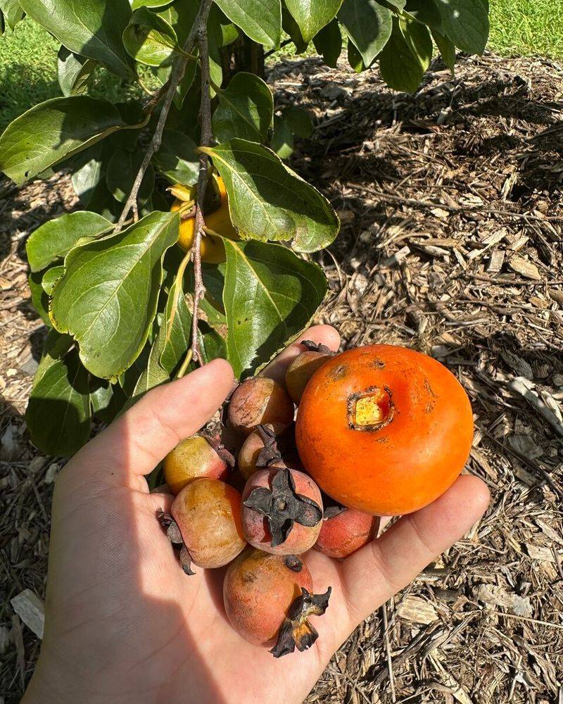 Persimmon Potential