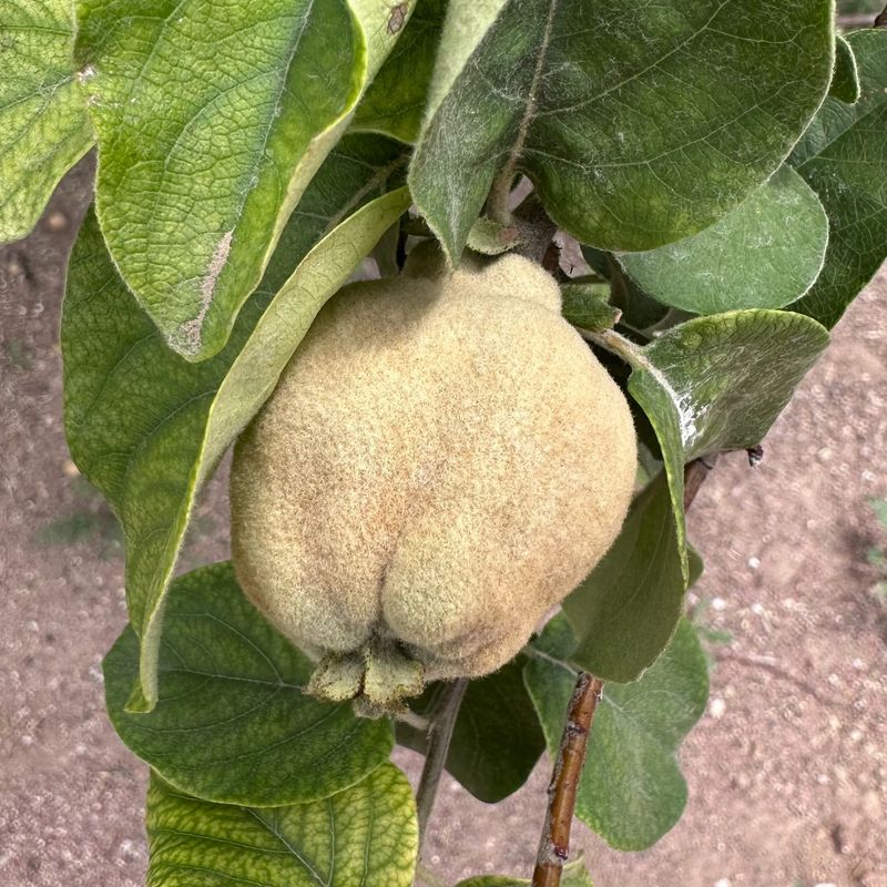 Quince Quandaries
