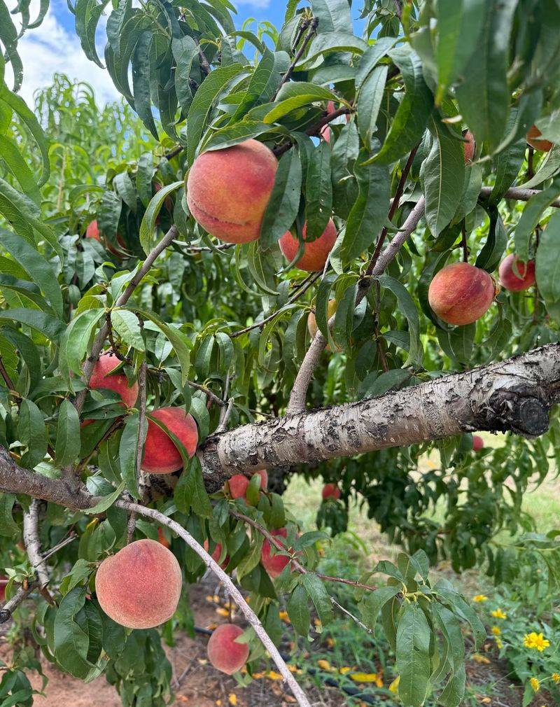 Peach Tree
